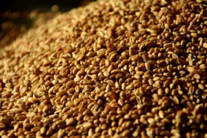 Descarga De Trigo A Granel Moave Moagem de Cabo Verde (1)