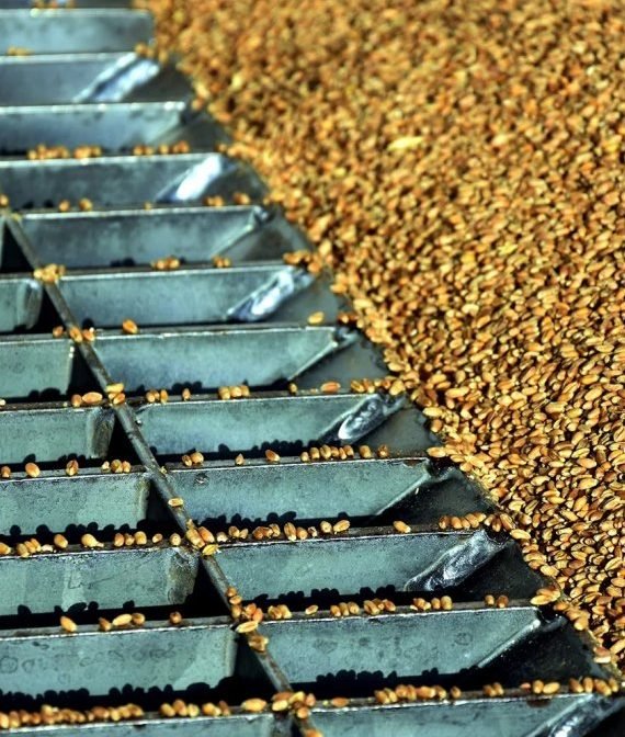 Descarga De Trigo A Granel Moave Moagem de Cabo Verde (4)